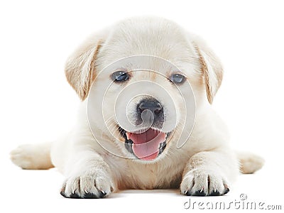 White labrador puppy Stock Photo