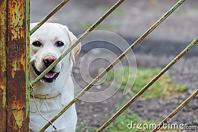 White labrador retriever dog tied by metal chain on the gate to prevent visitors to be bitten. House and apartment security guard Stock Photo