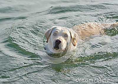 White labrador swimming water Stock Photo