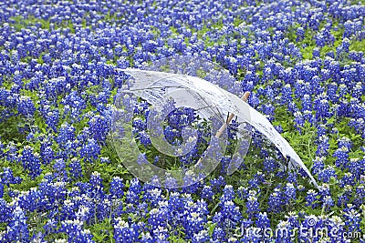 White lace parasol in a field of Texas bluebonnets Stock Photo