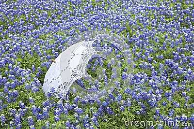 White lace parasol in field of Texas bluebonnets Stock Photo