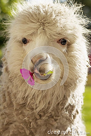 White lama chewing lila flower Stock Photo