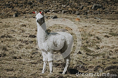 White lama full-length outdoors Stock Photo