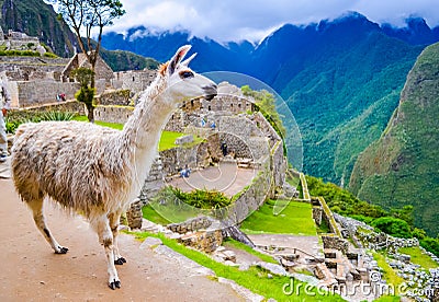 White lama on Machu Picchu inca ruins in Peru Stock Photo