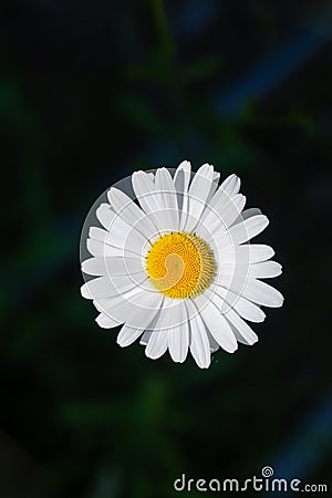 White large chamomile on a dark blurred background. Floral background Stock Photo