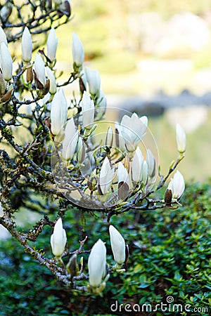 White large Magnolia tree blossom in Seattle Japanese garden. Stock Photo