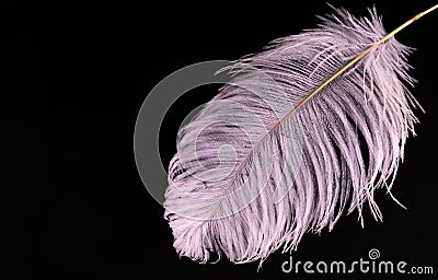 White large ostrich feather on a black background. Copy space. Stock Photo