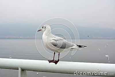 A white larus ridibundus with black feet standing handrail Stock Photo