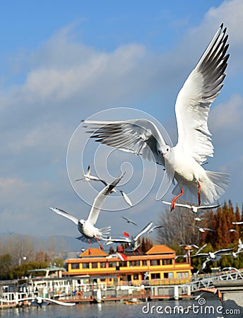 White Larus ridibundus flying on the sky Stock Photo