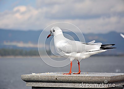 A White Larus ridibundus look down Stock Photo