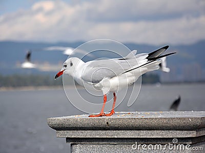 A white Larus ridibundus look forward Stock Photo