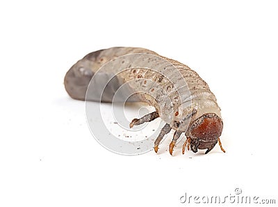 White larva of cockchafer detoured Stock Photo