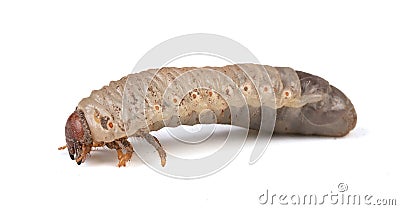 White larva of cockchafer isolated in profile Stock Photo