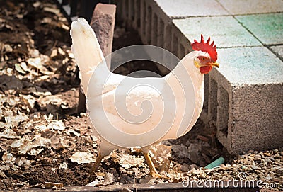 White Leghorn Chicken In Yard Stock Photo