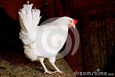A white leghorn egg laying hen Stock Photo