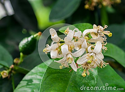 White lemon flowers on a branch grow bunch Stock Photo