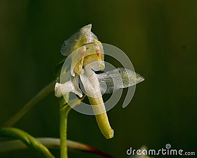 White lesser butterfly orchid, platanthera bifolia Stock Photo