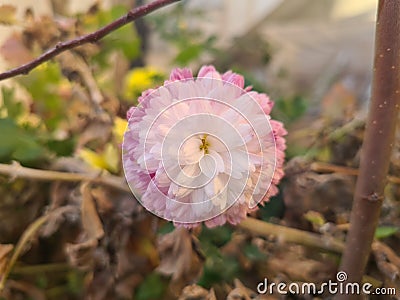 White and light pink beautiful rose Stock Photo