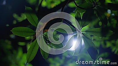 White light streaming through the foliage of a green tree at night. Beautiful atmospheric glow of lantern in the dark Stock Photo