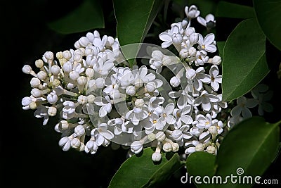 White lilac Stock Photo