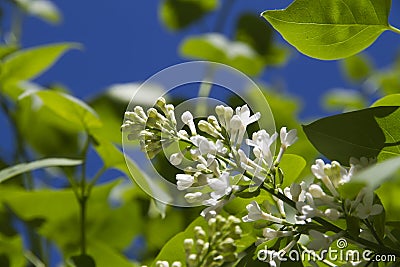 White lilac Stock Photo