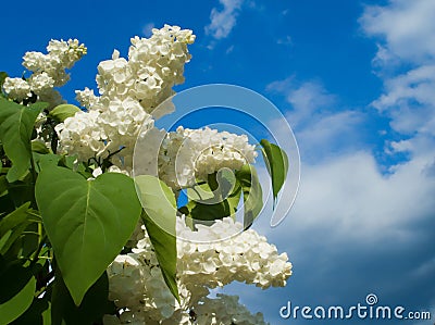 White lilac Stock Photo