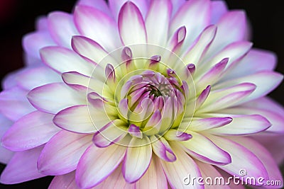 White-lilac dahlia Stock Photo