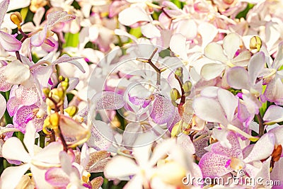 White and lilac orchid field closeup. Flower background macro. Stock Photo