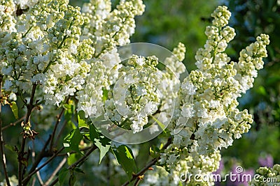 White lilac variety Monique Lemoine flowering in a garden. Stock Photo