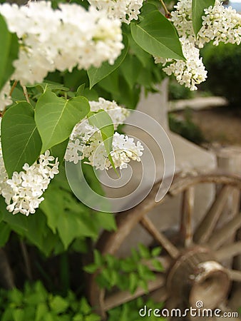 White lilacs in southwestern garden Stock Photo