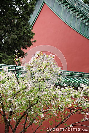 White lilacs in spring, traditional Chinese architectural style red walls Stock Photo