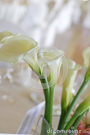 White Lilies Stock Photo