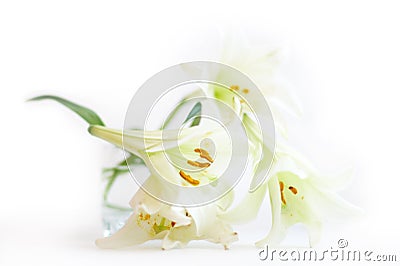 White lilies Stock Photo