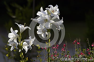 White lilies dark background. Stock Photo