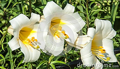 white lilies. a heraldic fleur-de-lis. flowers in the flowerbed. Stock Photo