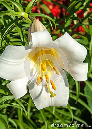 White lilies. a heraldic fleur-de-lis. flowers in the flowerbed. Stock Photo