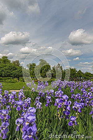 White lilies: purity, innocence and beauty. Yellow lilies - happiness in love, Stock Photo