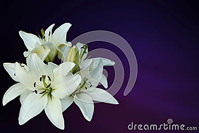 White lilies on purple background Stock Photo