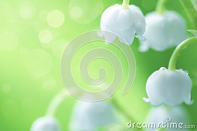 White lilies of the valley in the dew Stock Photo