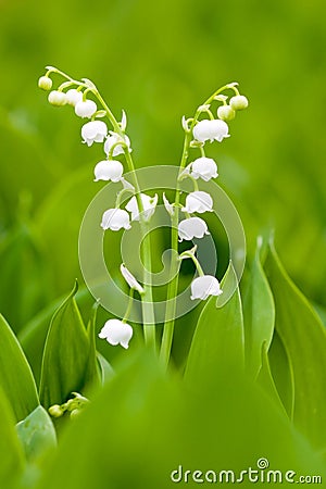 White lilies Stock Photo