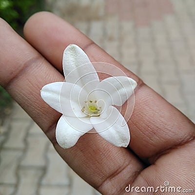 White lilly flower in hand Stock Photo
