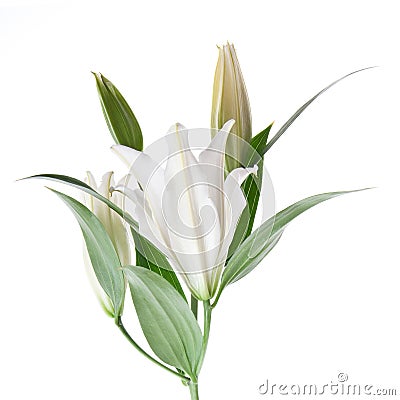 White lilly Stock Photo