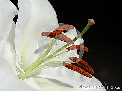 White Lily Stock Photo