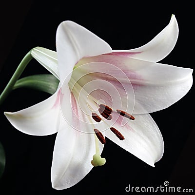 White Lily on Black Stock Photo