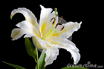 White lily on black background Stock Photo