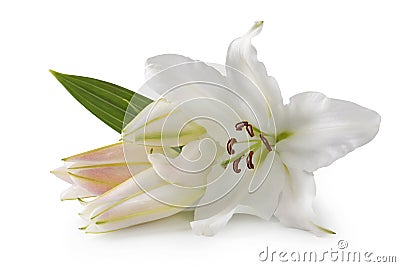 White lily flowers Stock Photo