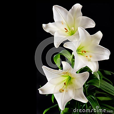 White lily flowers bouquet on black background. Condolence card Stock Photo