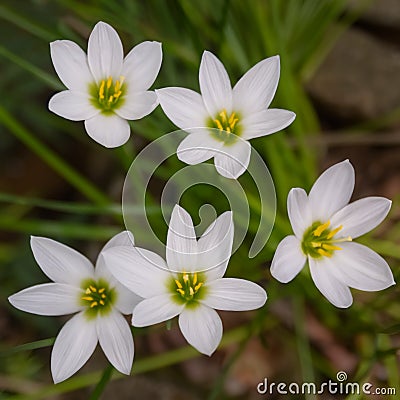 Beautifuly arranged White Lily Flowers Stock Photo