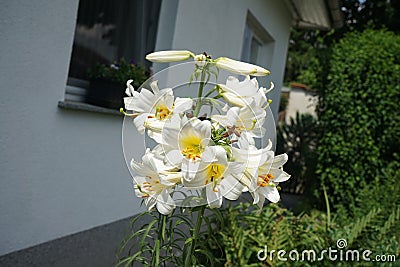 White Lily, Lilium candidum, in the flower Garden. Lilium candidum, the Madonna lily, is a plant in the true lily family. Berlin Stock Photo