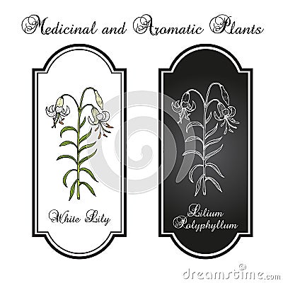 White Lily Lilium polyphyllum , medicinal plant Vector Illustration
